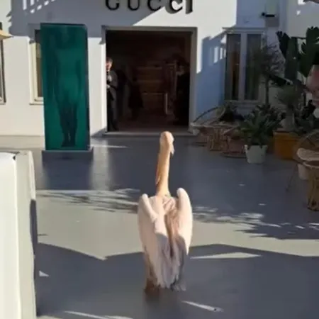 Fino Megali Ammos (Mykonos)
