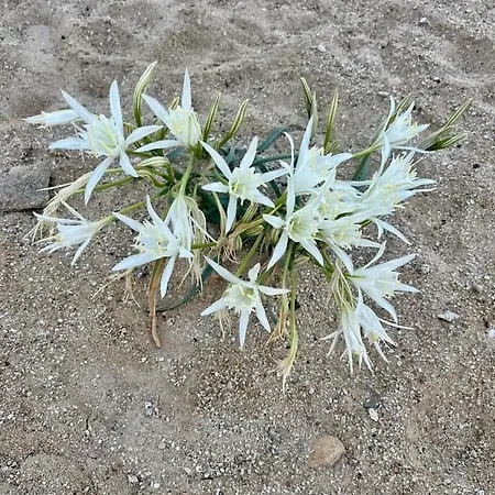 Διαμέρισμα Fino